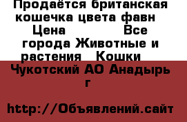 Продаётся британская кошечка цвета фавн › Цена ­ 10 000 - Все города Животные и растения » Кошки   . Чукотский АО,Анадырь г.